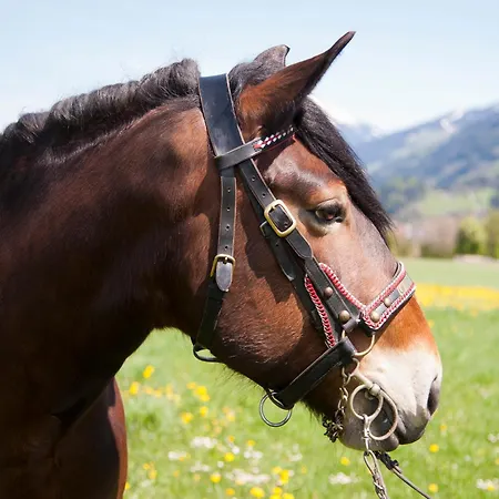 Tiefenthaler ゲストハウス Mils (Innsbruck-Land)